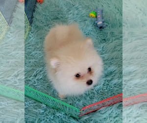 Pomeranian Puppy for sale in SEBRING, FL, USA
