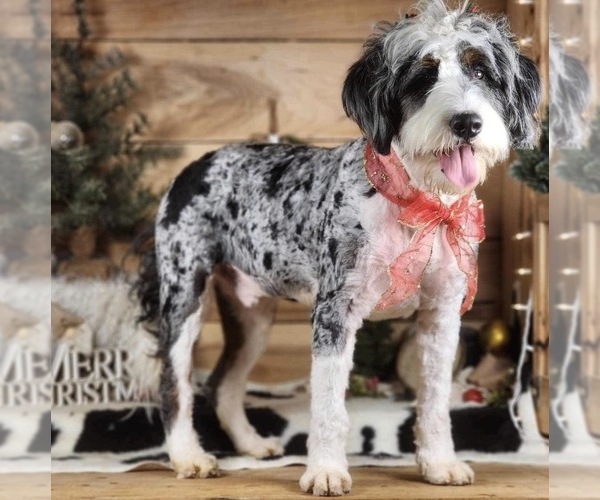 Medium Photo #1 Bernedoodle Puppy For Sale in SILVER LAKE, IN, USA