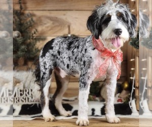 Father of the Bernedoodle puppies born on 01/05/2026