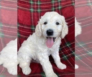 Goldendoodle Puppy for sale in OCONTO, WI, USA
