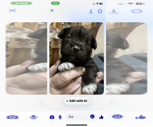 Schnauzer (Miniature) Puppy for sale in WESTMINSTER, SC, USA