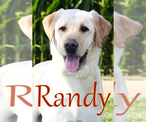 Medium Photo #3 Labrador Retriever Puppy For Sale in Evansville, IN, USA
