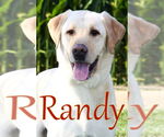 Small #2 Labrador Retriever