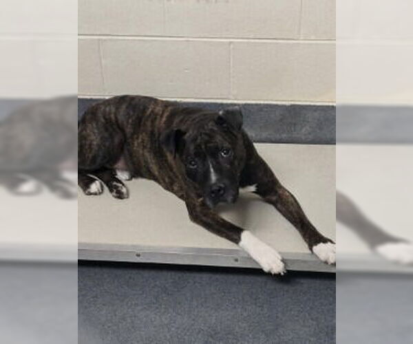 Medium Photo #1 Mutt Puppy For Sale in Glen Allen, VA, USA