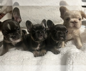 French Bulldog Litter for sale in ROSEMEAD, CA, USA