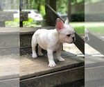 Small Photo #15 French Bulldog Puppy For Sale in READING, PA, USA