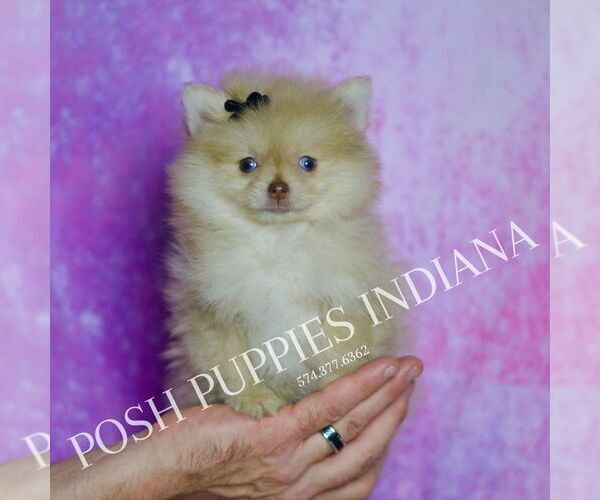 Medium Photo #1 Pomeranian Puppy For Sale in WARSAW, IN, USA
