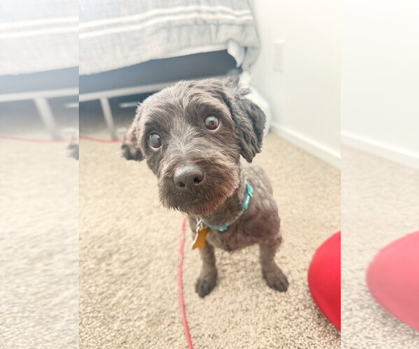 Medium Photo #1 Poodle (Miniature) Puppy For Sale in Sandy, UT, USA