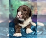 Small Photo #7 Bernedoodle Puppy For Sale in BLUE SPRINGS, MO, USA