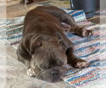 Small #1 American Staffordshire Terrier-Bulldog Mix