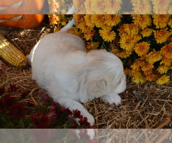 Medium Photo #3 Mal-Shi Puppy For Sale in GREENWOOD, WI, USA