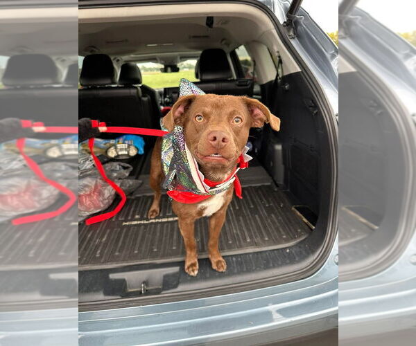 Medium Photo #1 American Pit Bull Terrier-Unknown Mix Puppy For Sale in Evansville, IN, USA