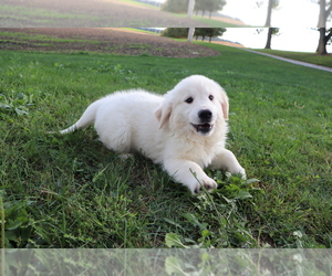 Golden Retriever Puppy for sale in SHILOH, OH, USA