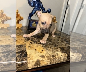 Medium American Bully