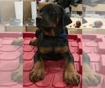 Small Photo #15 Doberman Pinscher Puppy For Sale in BEGGS, OK, USA