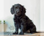 Small #3 Goldendoodle (Miniature)