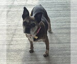 Small #4 Pug Mix