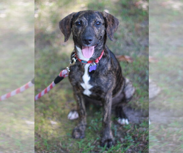 Medium Photo #2 Mountain Cur-Unknown Mix Puppy For Sale in Cookeville, TN, USA