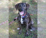 Small Photo #2 Mountain Cur-Unknown Mix Puppy For Sale in Cookeville, TN, USA
