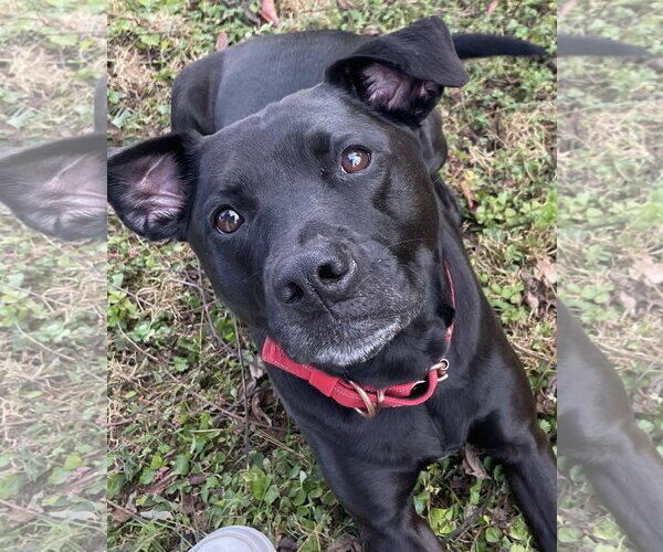 Medium Photo #2 Labrador Retriever-Staffordshire Bull Terrier Mix Puppy For Sale in Monkton, MD, USA