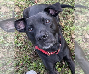 Chloe - Female Labrador Retriever-Staffordshire Bull Terrier Mix Dog for Adoption - Photo #2