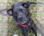 Small Photo #2 Labrador Retriever-Staffordshire Bull Terrier Mix Puppy For Sale in Monkton, MD, USA