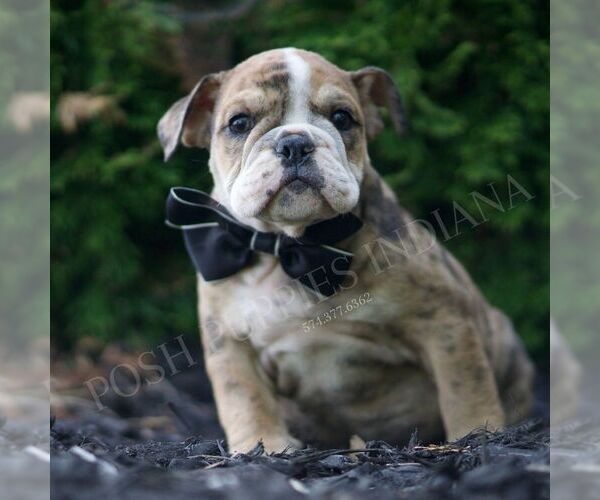 Medium Photo #2 Bulldog Puppy For Sale in WARSAW, IN, USA