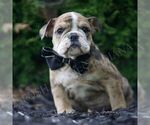 Small #1 Bulldog