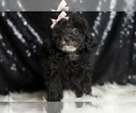 Small #1 Poodle (Miniature)