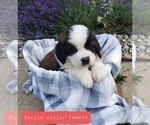 Puppy Purple collar Saint Bernard