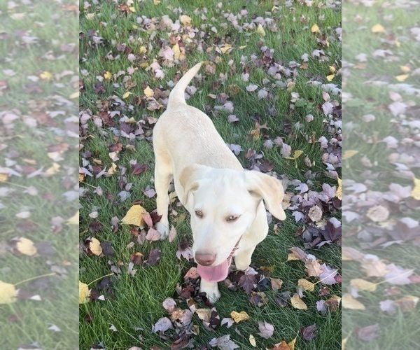 Medium Photo #17 Labrador Retriever Puppy For Sale in FREDERICKSBG, OH, USA