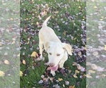 Oakley - Female Labrador Retriever Puppy for Sale - Photo #17