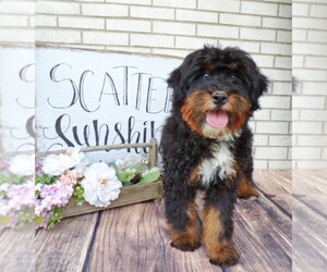 Mother of the Bernedoodle (Miniature) puppies born on 02/06/2024