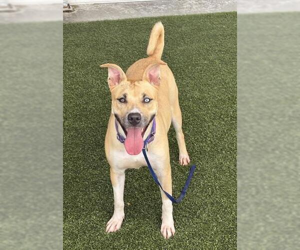 Medium Photo #2 Mutt Puppy For Sale in Baytown, TX, USA