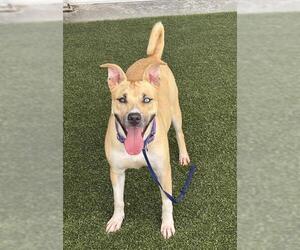 BUTTER - Female Mutt Dog for Adoption - Photo #2