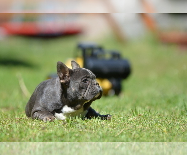 Medium Photo #6 French Bulldog Puppy For Sale in Kiskoros, Bacs-Kiskun, Hungary