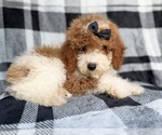 Small #1 Cockapoo (Miniature)