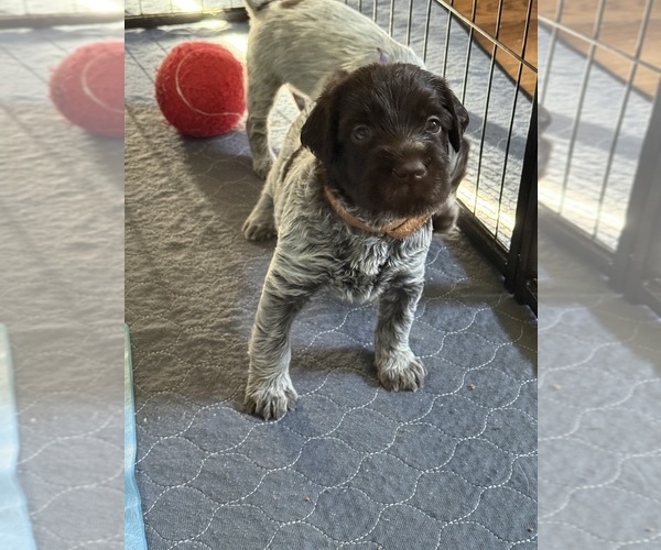 Medium Photo #6 Wirehaired Pointing Griffon Puppy For Sale in CADYVILLE, NY, USA