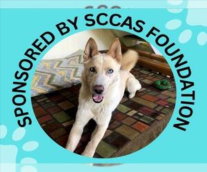 Gerberian Shepsky Dogs for adoption in Santa Cruz, CA, USA