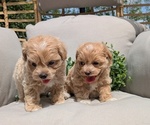 Small #9 Maltipoo
