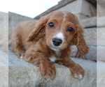 Small Photo #6 Cavapoo Puppy For Sale in CELINA, OH, USA