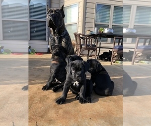Cane Corso Puppy for Sale in MCDONOUGH, Georgia USA