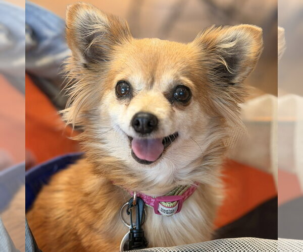 Medium Photo #2 Chiranian Puppy For Sale in San Jose, CA, USA