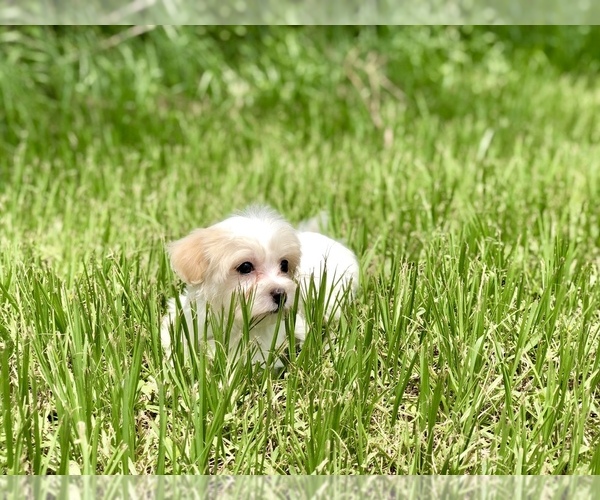 Medium Photo #17 Havanese Puppy For Sale in HOUSTON, TX, USA