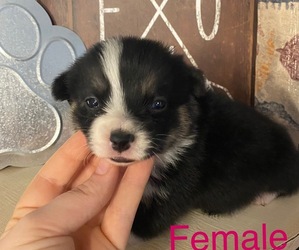Welsh Cardigan Corgi Puppy for sale in GREENVILLE, MI, USA