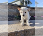 Small #4 Shiba Inu