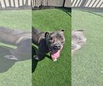 Small #13 American Staffordshire Terrier-Bulldog Mix