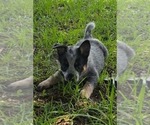 Puppy Spite Australian Cattle Dog