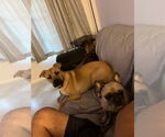 Small #1 German Shepherd Dog Mix