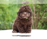 Small #1 ShihPoo